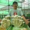 Kai Watanabe